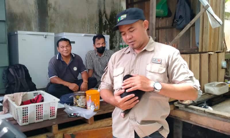 Bayi Beruang Madu Diserang Anjing Berhasil Diselamatkan Warga